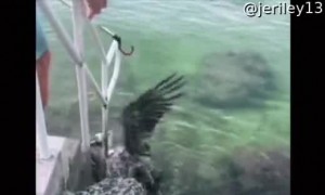 Rescuing Pelicans Tangled in Fishing Wire