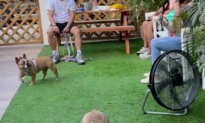 French Bulldogs Bounce Around With Balloon