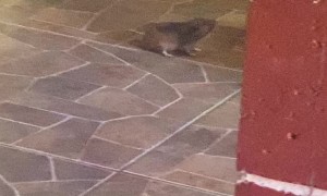 Cat Brings Mole Into the House