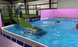 Dog Jumps in After Handler Falls into Pool