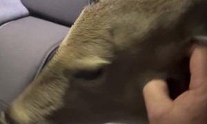 Poor Deer was Cold and Got in the Truck with Us