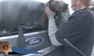 Dog rescued from burning SUV