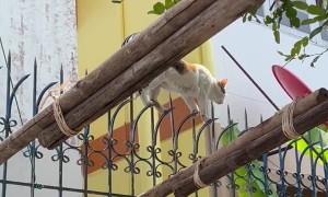 Agile Cat Tip Toes Along Decorative Fence
