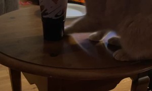 Tabby Fascinated by a Cup of Soda