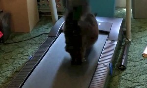Kitty Loves the Treadmill