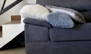 Basset Hound Pup is Resourceful