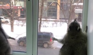Raccoon Jumps Up and Down