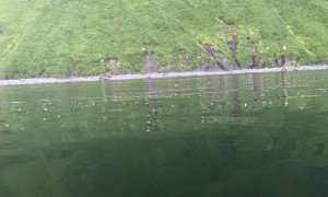 Whale Slaps Tail at Kayakers