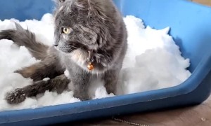 Indoor Cats Introduced to Snow