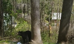 Mama Bear and Cubs Visit Luxury Cabin