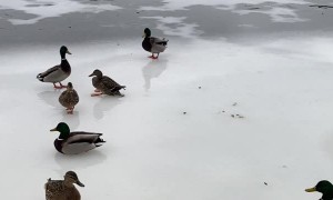 Frozen Lake Duck Curling
