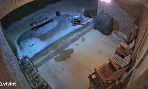 Helping an Old Dog Off the Ice