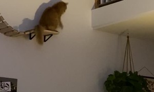 Joey the Cat Wishes the Bridge Went to the Loft