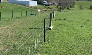 Harley the Horse Hurdling the Fence