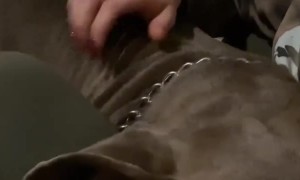 Dog Tears Up After Being Saved from Traffic