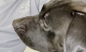 Screaming Rescue Dog Wants Attention from Unamused Owner