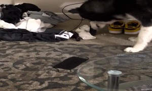 Dog isn't Sure About Horsehair Brush