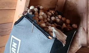 Canadian Squirrel has a Stockpile of Timbits