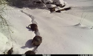 Wild Turkeys Trudge Through Deep Snow