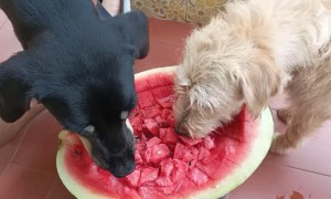 Dogs Share Watermelon Cubes on Hot Day