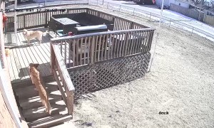 Woman Falls Trying to Corral Her Golden