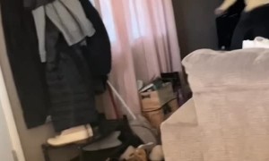 Pup Pursues Person in Playpen