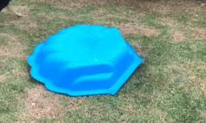 Sneaky Baby has the Perfect Disguise