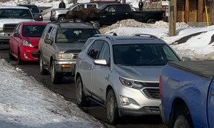 Moose Runs Through Rally