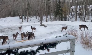 Deer Gather in Driveway for a Snack