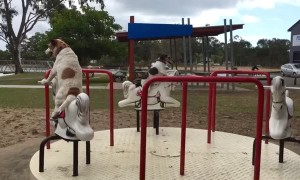Jack Russell Dogs Enjoy Merry-Go-Round