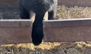 Steer Stuck Between Feeding Troughs