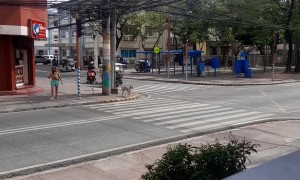 Good Dog Waits Patiently to Cross Road