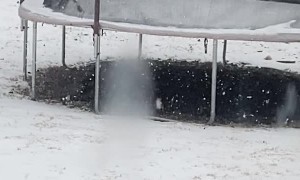 Snow Loving Doggo Bounces on Trampoline