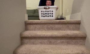 Stair Sliding Toddler Bonks Head