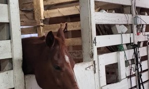 Therapy Horse on Stall Rest is Bored Silly