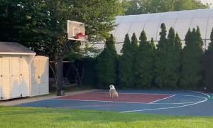Ball Loving Pup Ponders Stuck Basketball