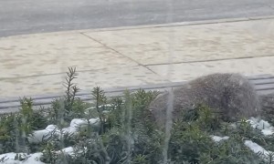 Squirrel Pulls Entire Cookie Out of Bush