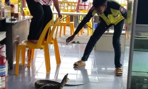 Monitor Lizard Traps Woman on Chairs