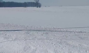 Amish Horse and Buggy Pull Skier