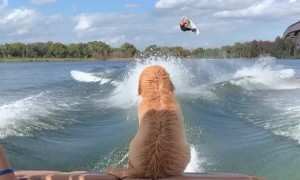 Puppy Has Perfect Timing to Witness Wakeboard Flip