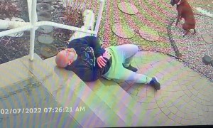 Man Slips on Stairs Letting the Dogs Out