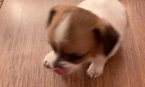 Puppy Surprised by its Own Sneeze