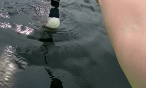 Loon Takes Fish Out of Kayaker's Hand