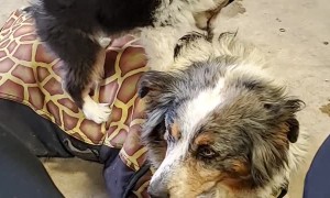 15-Year-Old Aussie Shows Patience for Puppy
