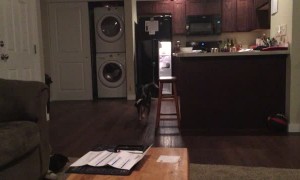 Clever Dog Has Drink Delivery Routine Down Pat