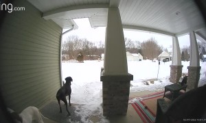 Archie the Pointer Rings Doorbell to be Let in