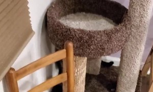 Spider Cat Uses Wall to Rappel Down Cat Tower