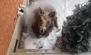 Moose Calf Warms Up Under Vents
