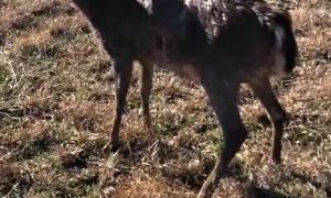 Man Helps Deer Hit by Car Back to Her Feet