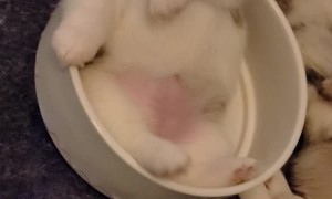 Waking White Faced Corgi Pupper From Bowl Nap